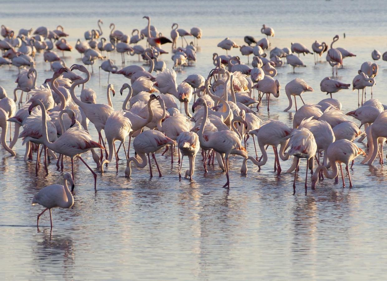 Appartamenti In Villa Lugnan Grado Buitenkant foto